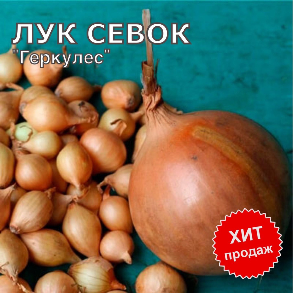 Лук севок озимый на посадку "Геркулес" 900гр #1