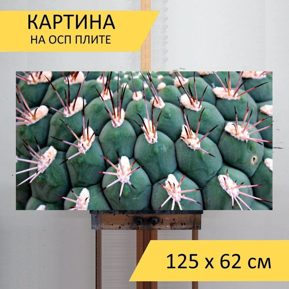 LotsPrints Картина "Кактус, шпора, мяч кактус 76", 125  х 62 см #1