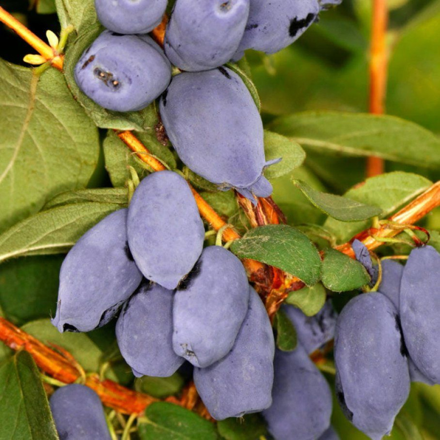 жимолость съедобная блю трэже. жимолость сорт гигант хеарт (сердце гиганта). жимолость сердце гиганта. жимолость съедобная джайнт харт. жимолость красная.