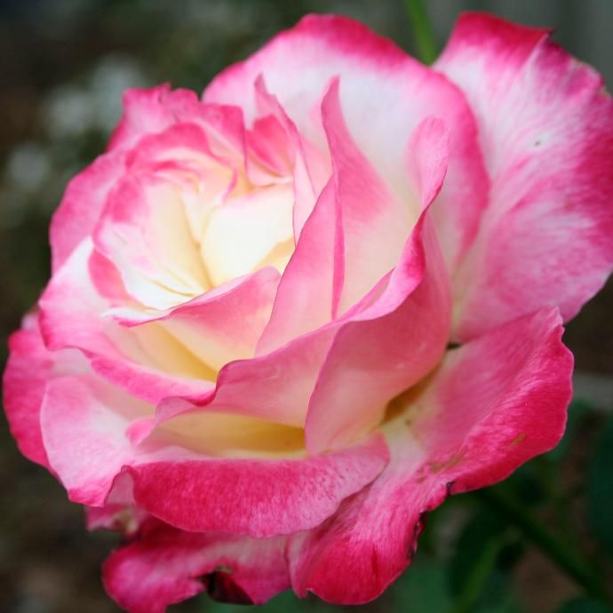 Розачайно-гибриднаяДаблДелайтСаженец