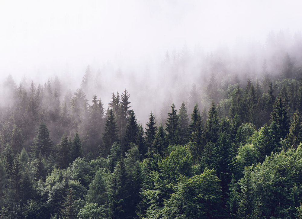 Фотообои флизелиновые на стену 3д GrandPik 2082 "Горный лес в тумане" (ШхВ), 400х290 см  #1