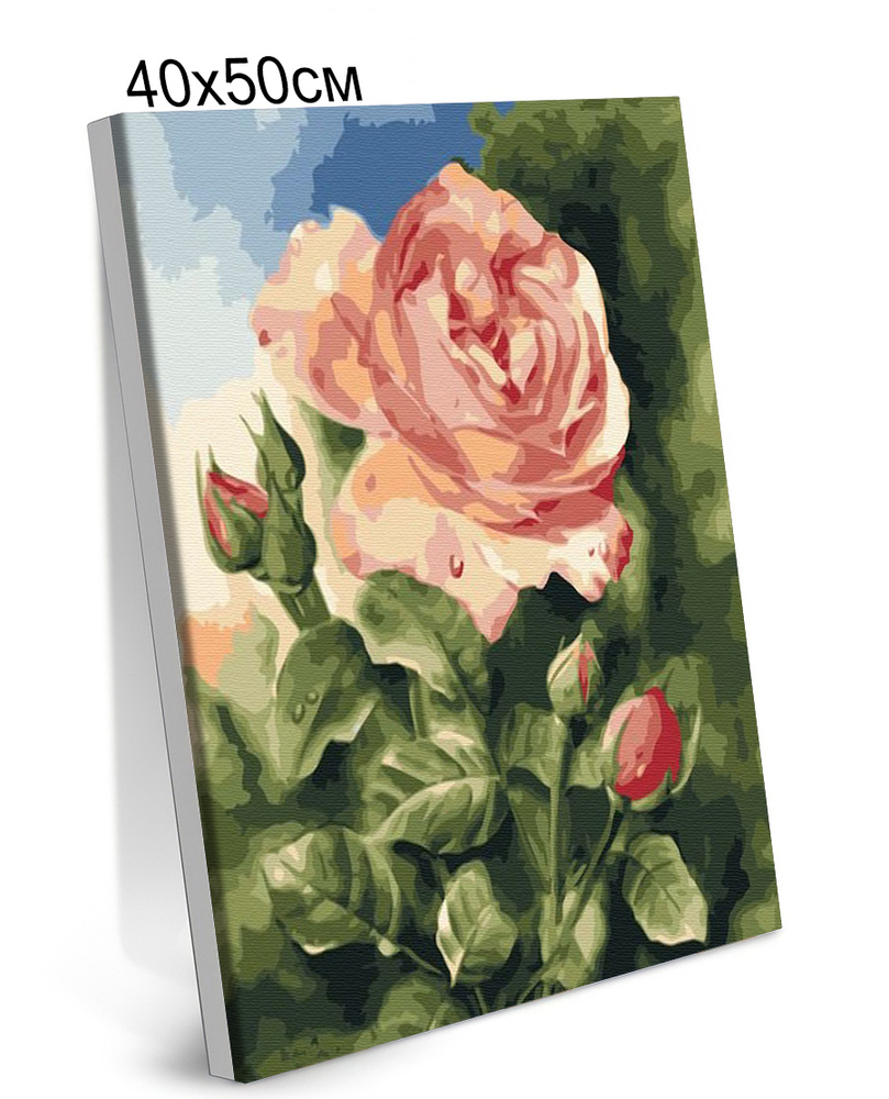 Картина по Номерам на Холсте 40х50 см Colibri Распустившаяся Роза Цветок С Подрамником для Детей и Взрослых #1