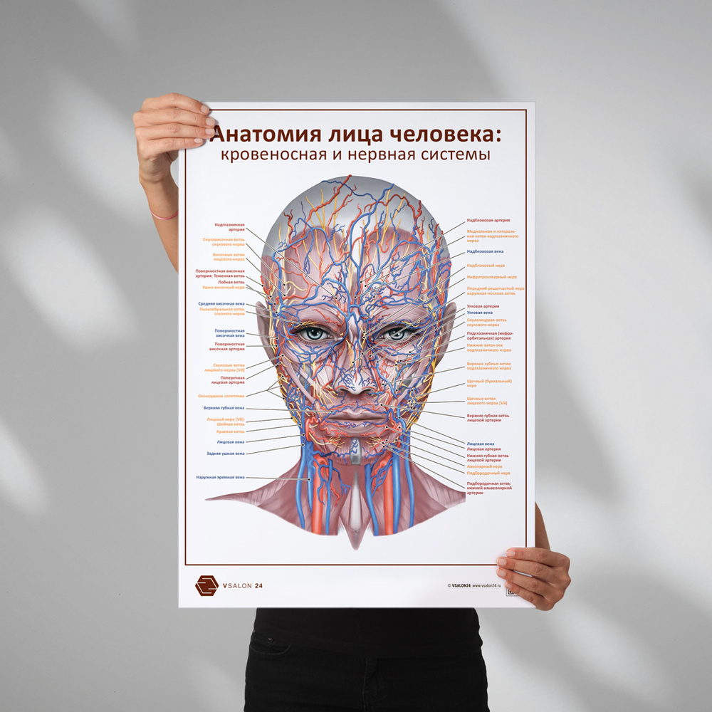 Плакат Анатомия лица человека: кровеносная и нервная системы в кабинет косметолога в формате А1 (84 х #1