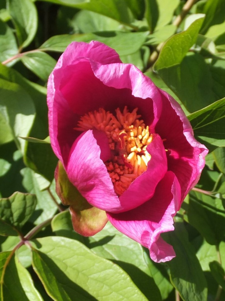 Семена Пион кавказский (Paeonia kavachensis), 5 штук #1