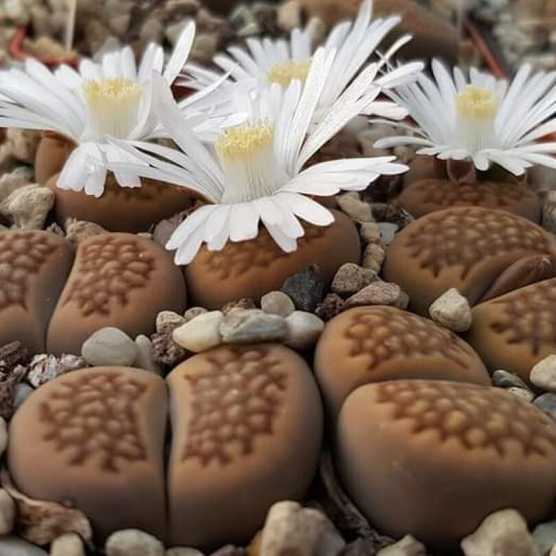 Суккулент Литопс Lithops hallii C-119 семена (10 ШТ) #1