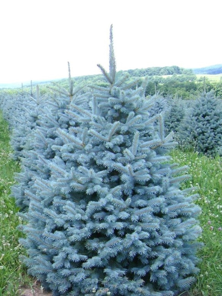Семена Ель голубая колючая (Picea pungens), 90 штук #1