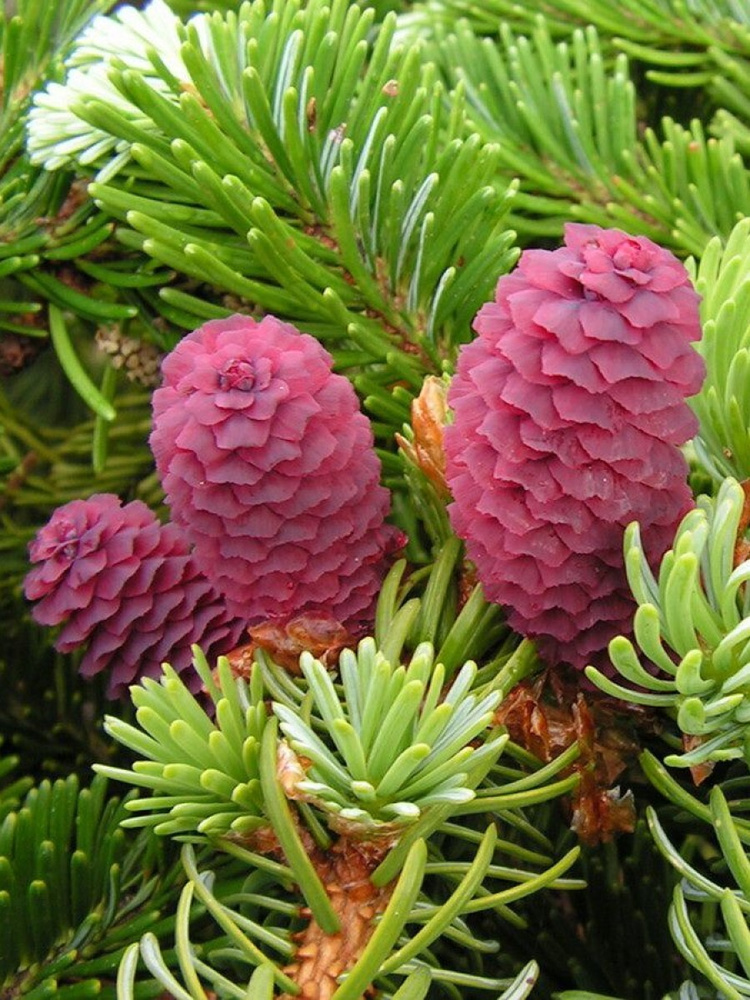 Семена Ель аянская (Picea jezoensis), 60 штук #1