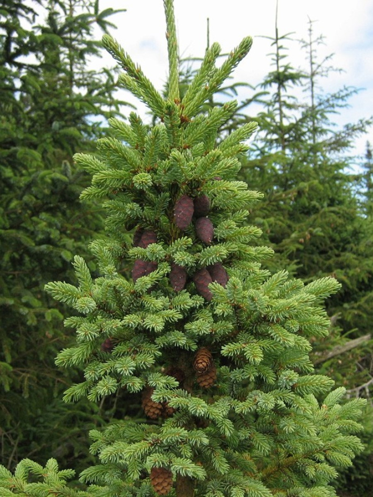 Семена Ель чёрная (Picea mariana), 20 штук #1