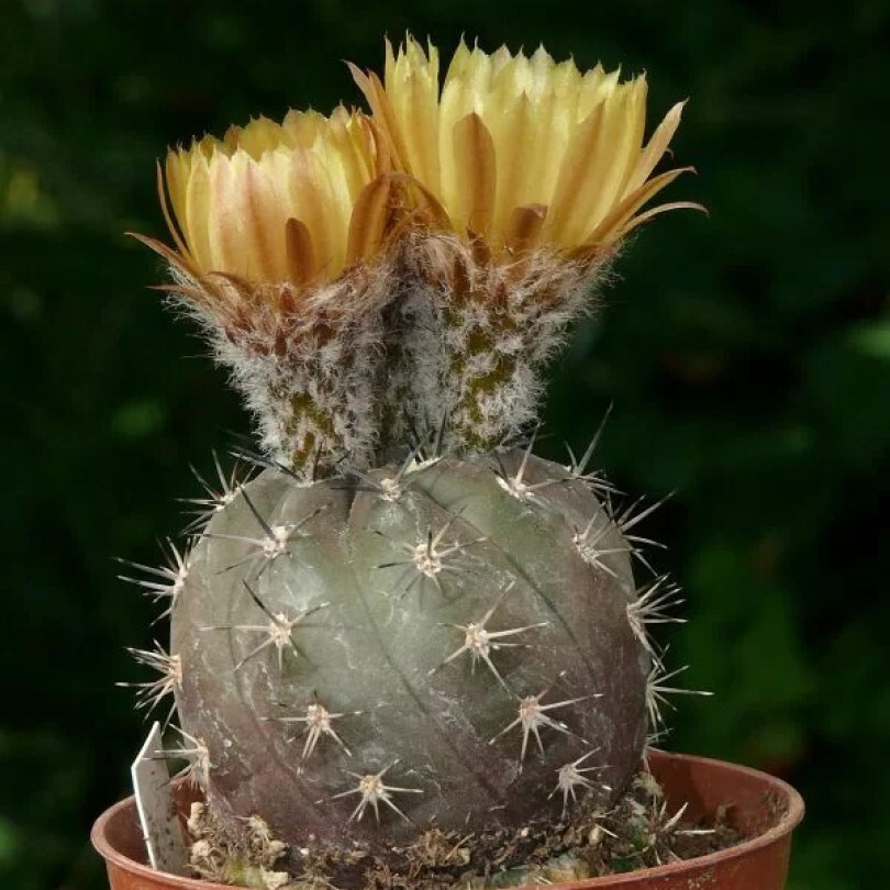 Суккулент Кактус Pyrrhocactus villicumensis VG-1143 семена (10 ШТ) #1