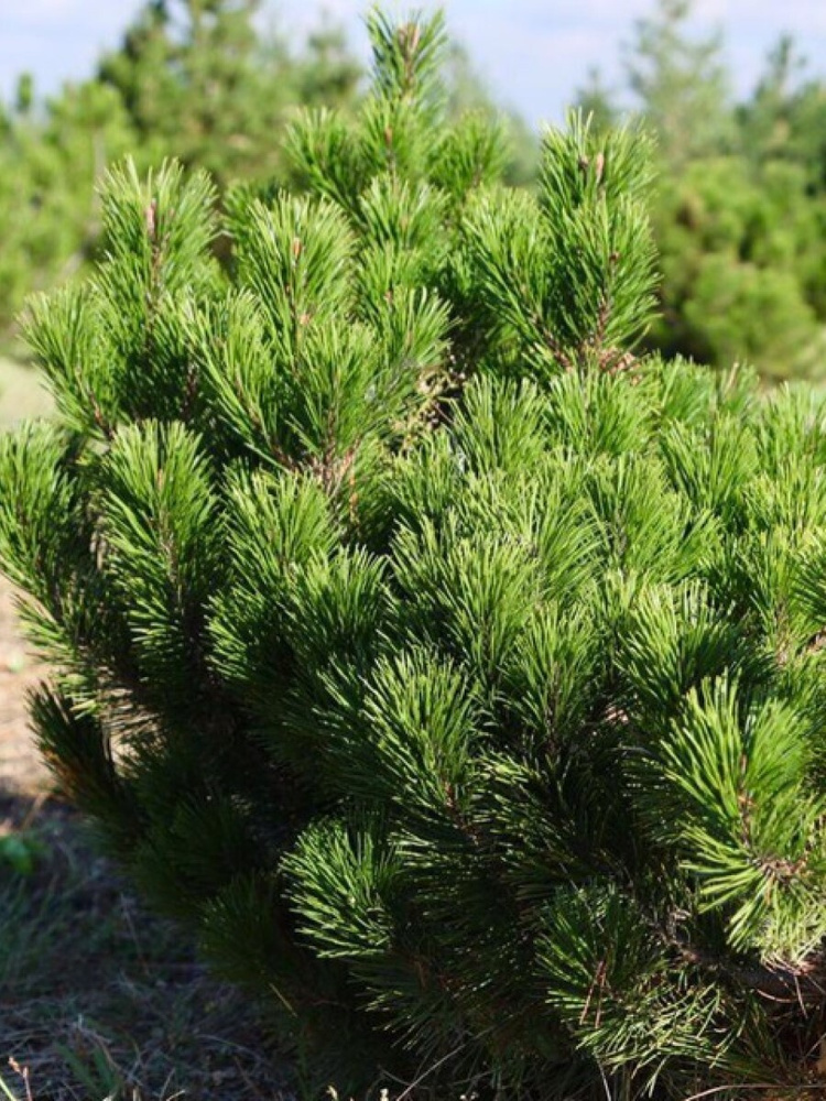 Семена Сосна горная муго (Pinus mugo), 20 штук #1