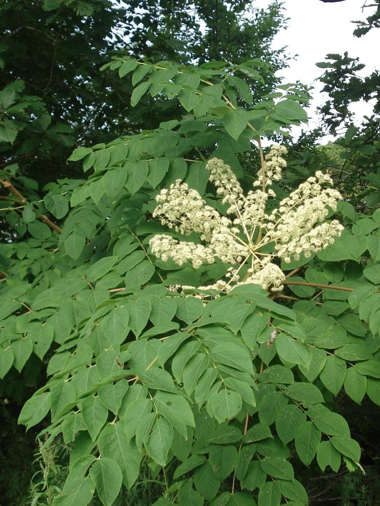 Семена Аралия маньчжурская (Aralia mandshurica), 10 штук #1