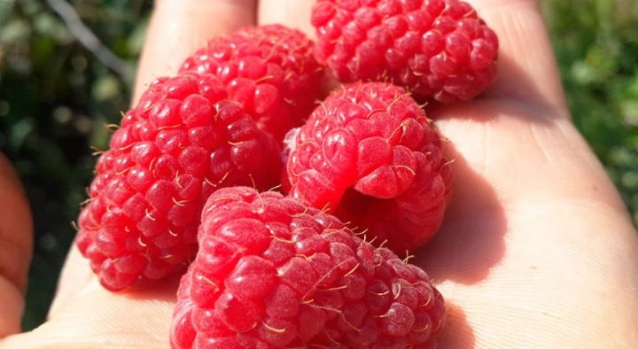 Геракл - малина ремонтантная , сладкая крупная. - купить с доставкой по ...