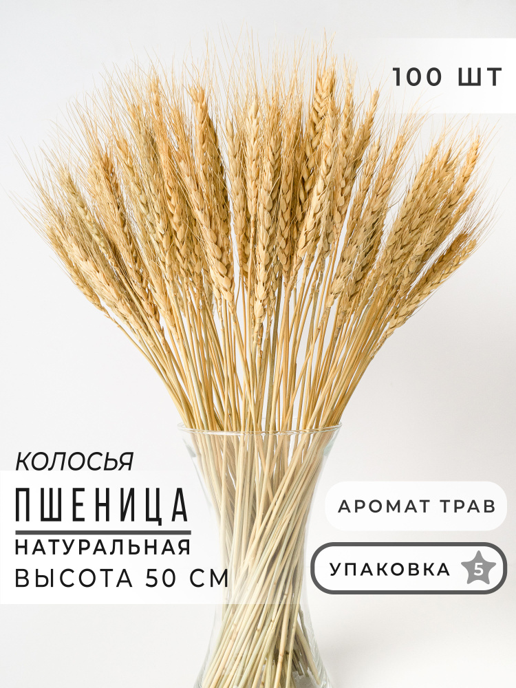 Натуральные Колосья Пшеницы 100 шт, Букет из сухоцветов ARANTA 50 см.  #1