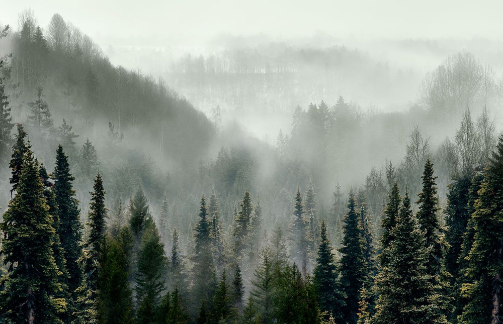 Фотообои флизелиновые на стену 3д GrandPik 10241 "Горный лес в тумане", 450х290 см(Ширина х Высота)  #1