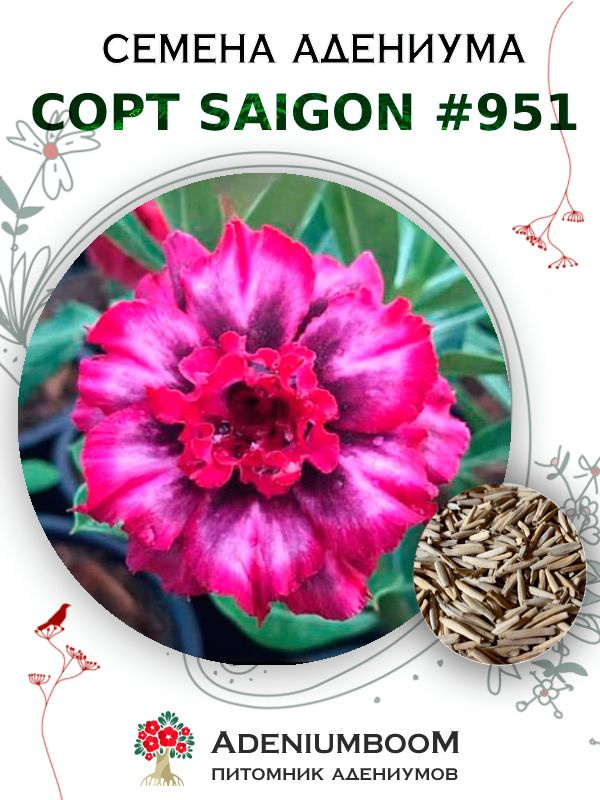 Семена Адениума Обесум от Saigon Adenium #951 (4шт.) / семена цветов комнатных суккулентов, набор семян #1