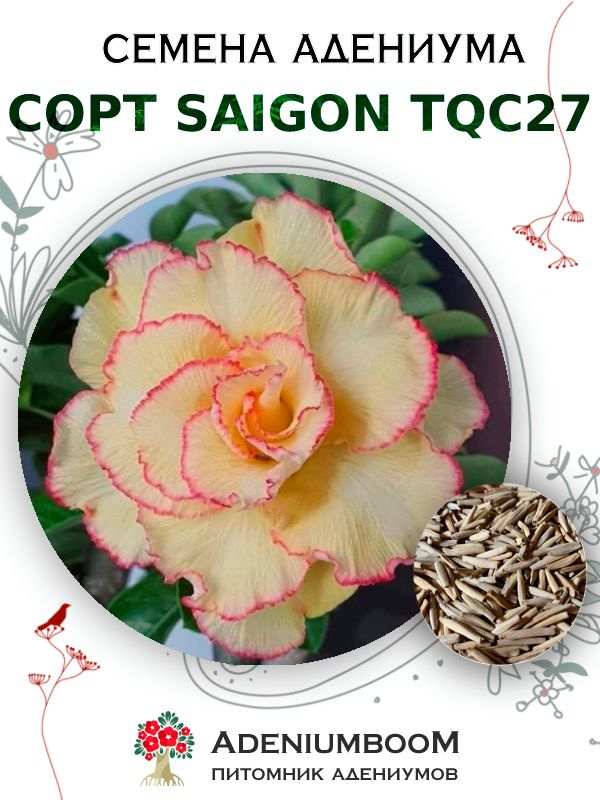 Семена Адениума Обесум от Saigon Adenium TQC27 (4шт.) / семена цветов комнатных суккулентов, набор семян #1