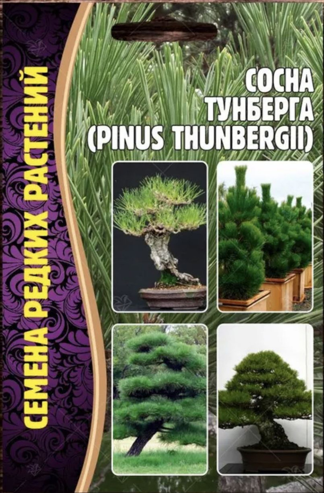 Сосна ТУНБЕРГА, 1 пакет, семена 10 шт, для бонсай, хвойное дерево, ЧК  #1