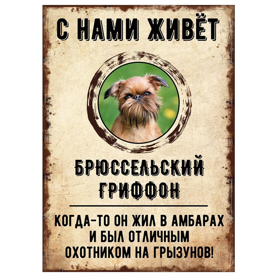 Табличка, декоративная, DANGER DOG, С нами живет Брюссельский гриффон, 18см х 25см  #1