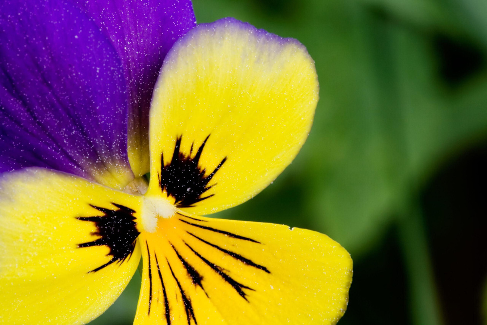 Фиалка трёхцветная (лат. Viola tricolor) СЕМЕНА 100шт + подарочек  #1