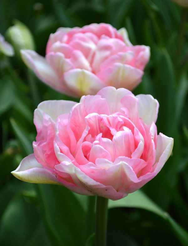 Тюльпан махровый Анжелика 5 шт. #1