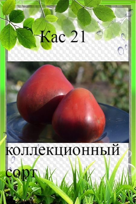 Семена томатов Кас 21 #1