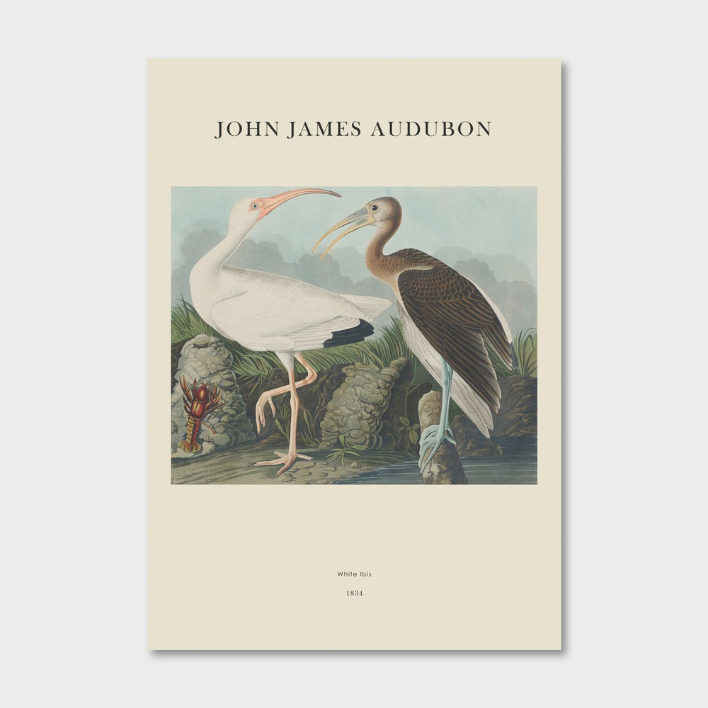 Постер для интерьера Postermarkt, J.J.Audubon №2, 50х70 см #1