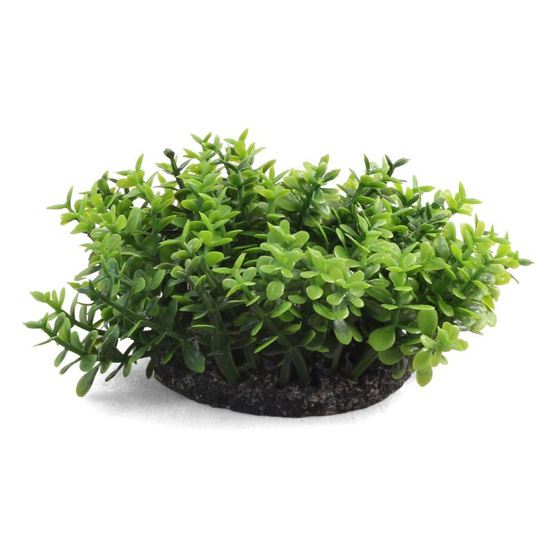 Растение "Микрантемум", L, зеленое, 50мм, Laguna #1