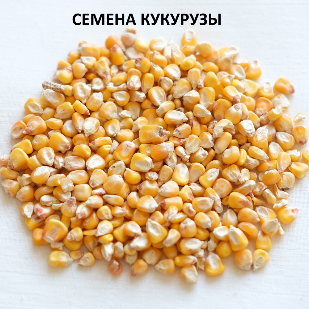 Семена кукурузы кормовой для птицы и с/х животных 1,5кг #1