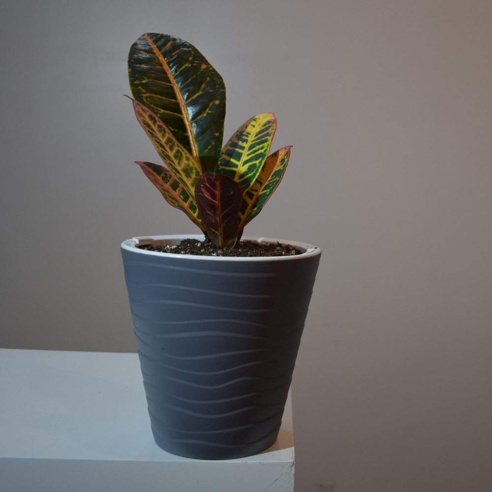 Кодиеум Петра Codiaeum Petra Кротон Petra Croton Petra, 15 дм, 1 шт ...