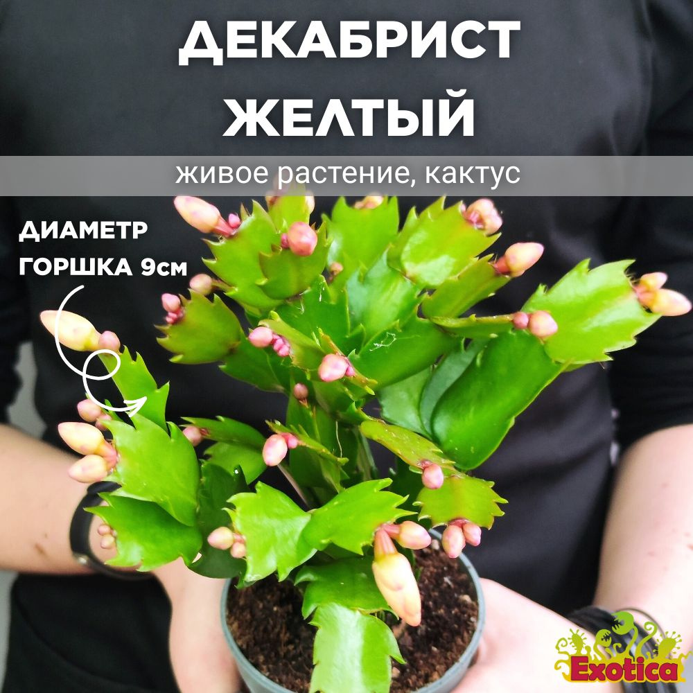 Декабрист Желтый, или Шлюмбергера (Schlumbergera Tendenza Yellow) D9см  #1