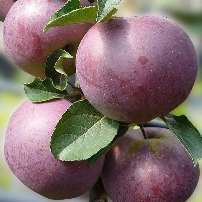 Яблоки фуджи делишис. Яблоки фиолетового цвета. Сорт яблок вильямс прайд. Яблоня кубанское багряное. Фиолетовое яблоко сорт.