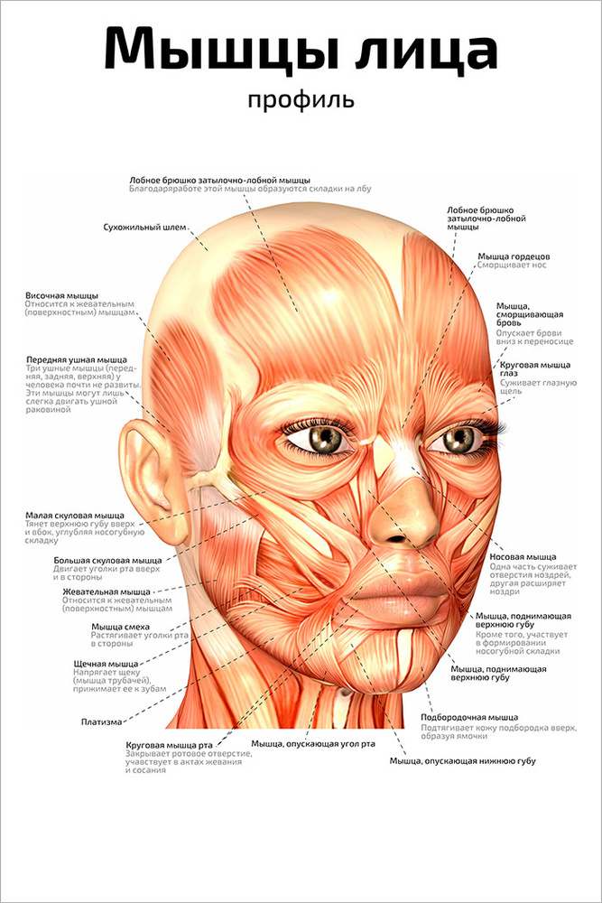 Плакат обучающий А2 ламинир. Мышцы лица: профиль анатомический 457x610 мм  #1