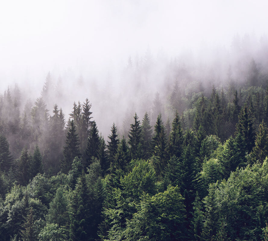 Фотообои флизелиновые на стену 3д GrandPik 2082 "Горный лес в тумане" (ШхВ), 300х270 см  #1