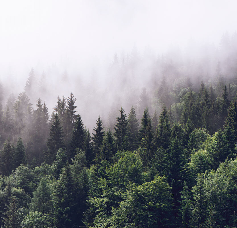 Фотообои флизелиновые на стену 3д GrandPik 2082 "Горный лес в тумане" (ШхВ), 250х240 см  #1