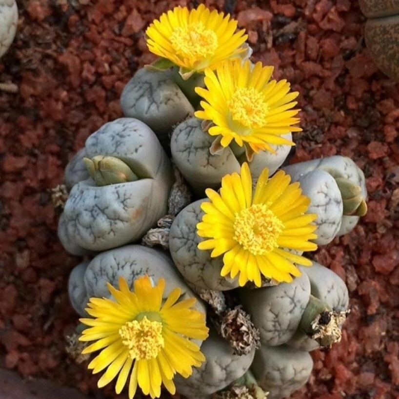 Суккулент Литопс Lithops Werneri C 188 семена (10 ШТ) #1