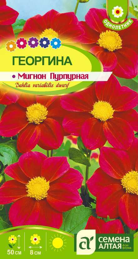 Семена Цветов Георгина Мигнон Пурпурная (0,2 гр) - Семена Алтая  #1