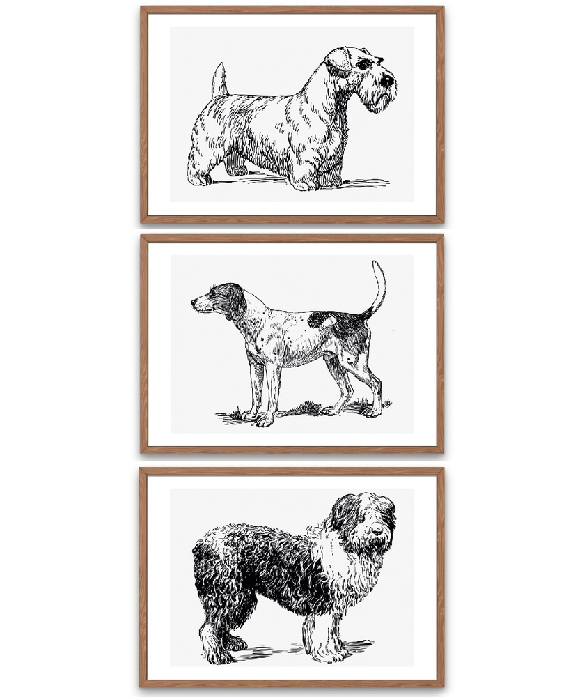 Набор интерьерных постеров 21х30 см, "Собаки. Винтажная иллюстрация" (3 шт) без рамок / интерьерные постеры #1
