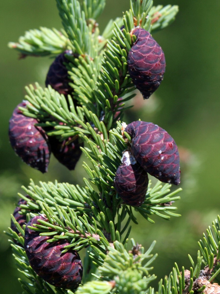 Семена Ель чёрная (Picea mariana), 60 штук #1