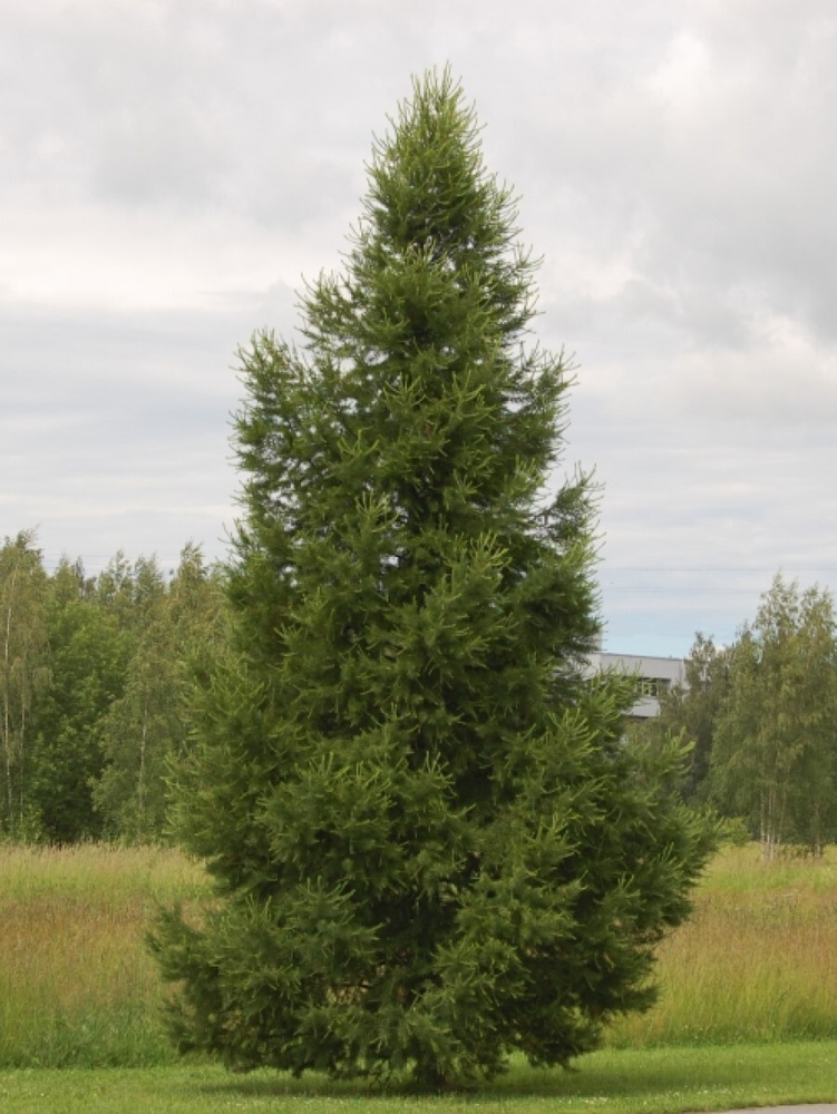 Семена Лиственница сибирская (Larix sibirica), 150 штук #1