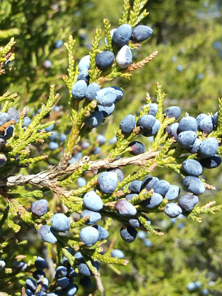 Семена Можжевельник виргинский (Juniperus virginiana), 20 штук #1