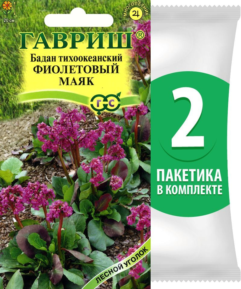 Семена Бадан тихоокеанский Фиолетовый Маяк (бергения), 2 пакетика по 0,01г/50шт  #1