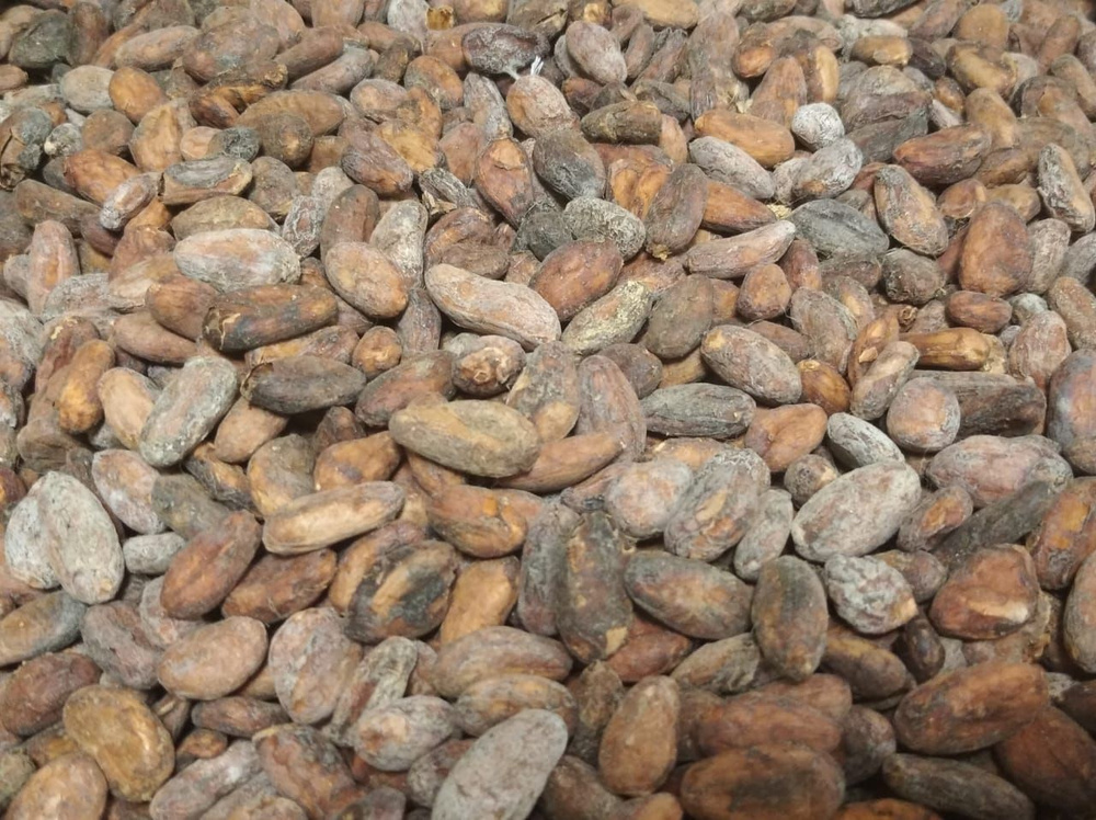Какао бобы Селексьон Насьональ АСС, Эквадор 250 гр #1
