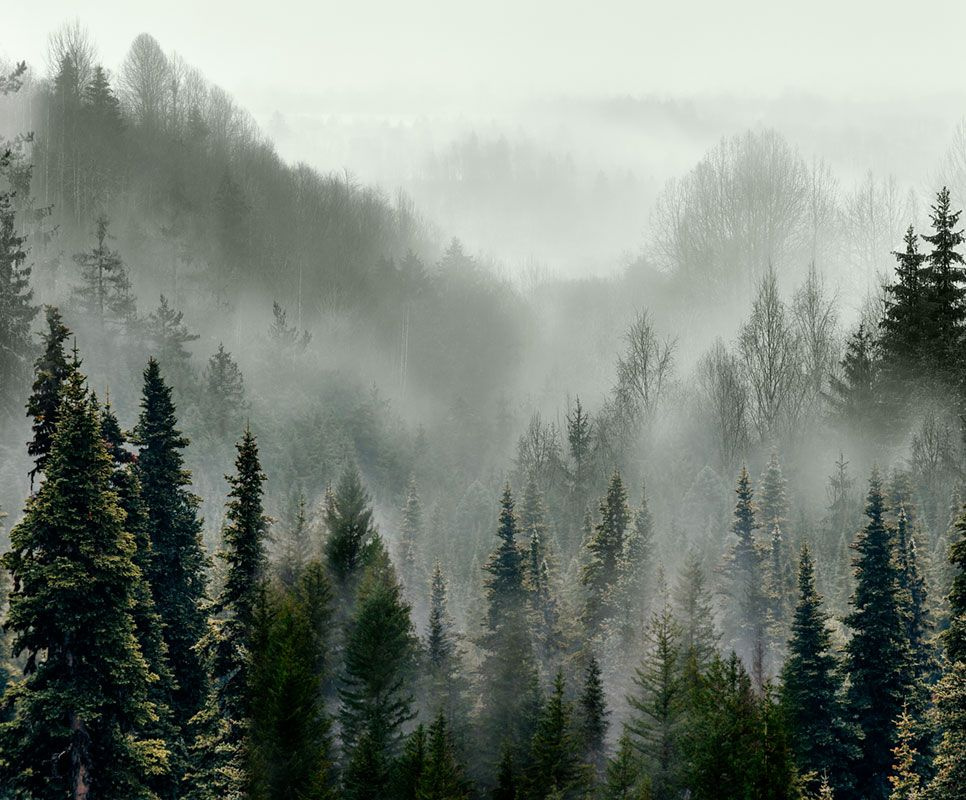 Фотообои флизелиновые на стену 3д GrandPik 10241 "Горный лес в тумане", 350х290 см(Ширина х Высота)  #1