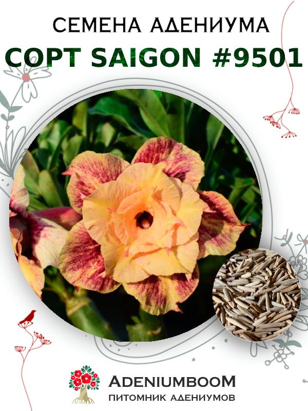 Семена Адениума Обесум от Saigon Adenium #9501 (4шт.) / семена цветов комнатных суккулентов, набор семян #1