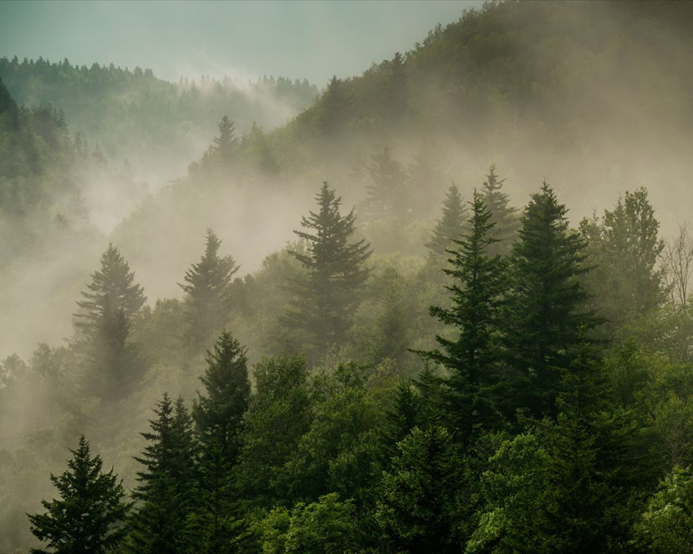 Фотообои флизелиновые на стену 3д GrandPik 2073 "Горный лес в тумане", 250х200 см(Ширина х Высота)  #1