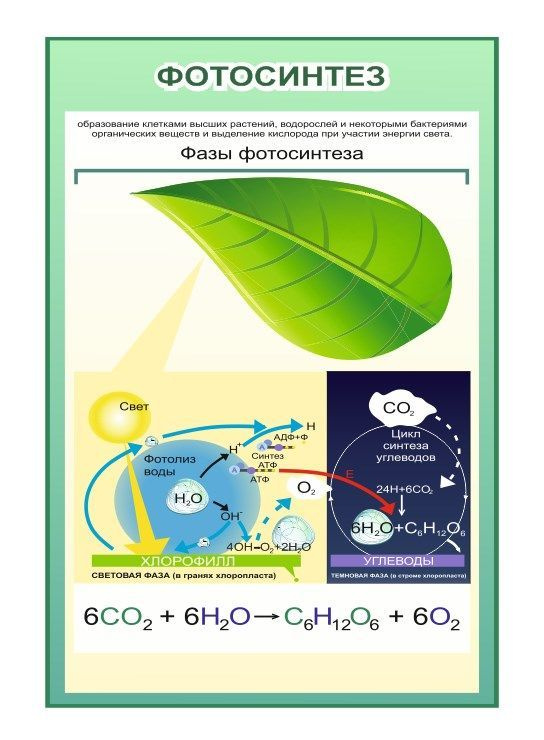 Стенд учебный информационный Биология Фотосинтез 50х74 см  #1
