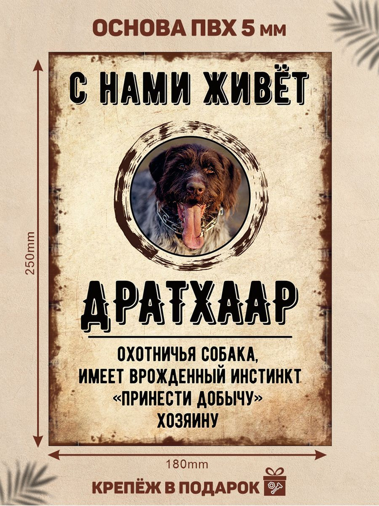 Табличка, декоративная, DANGER DOG, С нами живет Дратхаар, 18см х 25см  #1