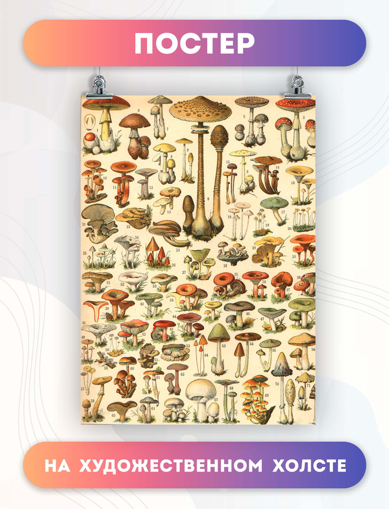 PosterNak Постер "goblincore aesthetic гоблинкор эстетика грибы (19) 30х40 см", 40 см х 30 см  #1