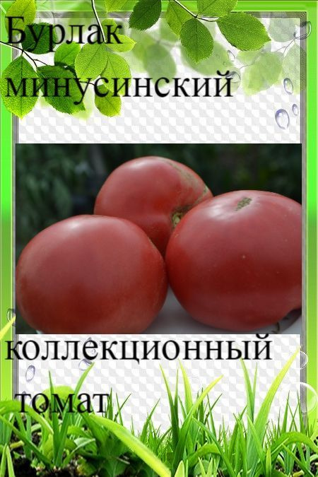 Семена томата Бурлак минусинский( 10 шт семян) #1