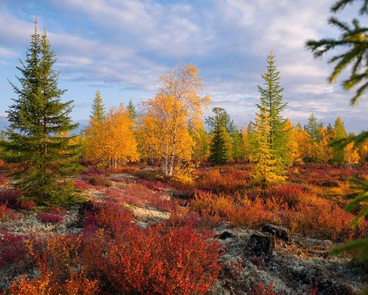 Картина по номерам на холсте с подрамником 40х50 Осень в лесу. Природа. Пейзаж.  #1
